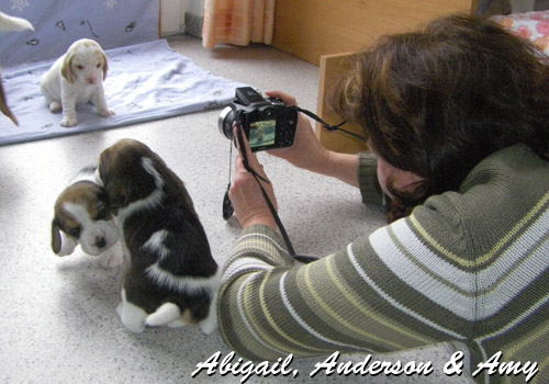 Welpen beim Fotoshooting